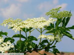 Baza čierna (Sambucus nigra)