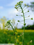 Zázračná kapsička (Capsella bursa-pastoris)