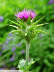 Pestrec mariánsky (Silybum marianum)