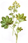 Alchemilka