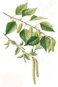 Breza