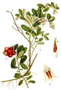 Brusnica