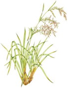 Lemongrass