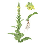 Divozel