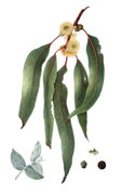Eukalyptus