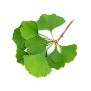 Ginkgo