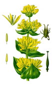 Horec