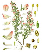 Ihlica