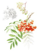 Jarabina