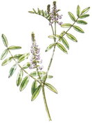 Jastrabina
