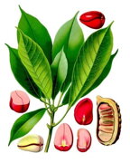 Kola