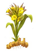 Kurkuma
