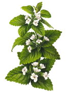 Medovka