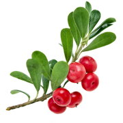Medvedica