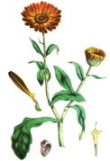 Nechtík