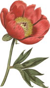 Pivonka