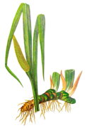 Puškvorec