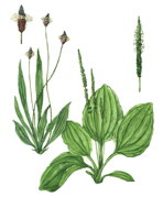 Skorocel