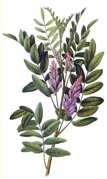 Sladké drievko