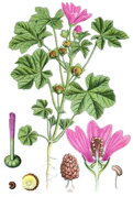 Slez maurský