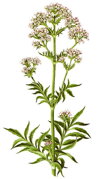 Veleriána