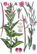 Vrbovka