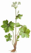 Žindava