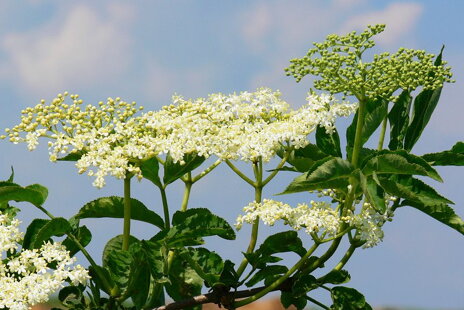 Baza čierna (Sambucus nigra)