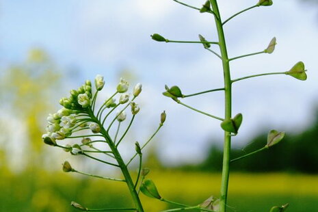 Zázračná kapsička (Capsella bursa-pastoris)