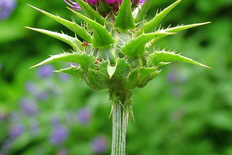 Pestrec mariánsky (Silybum marianum)