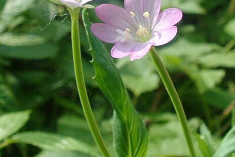 Vŕbovka malokvetá